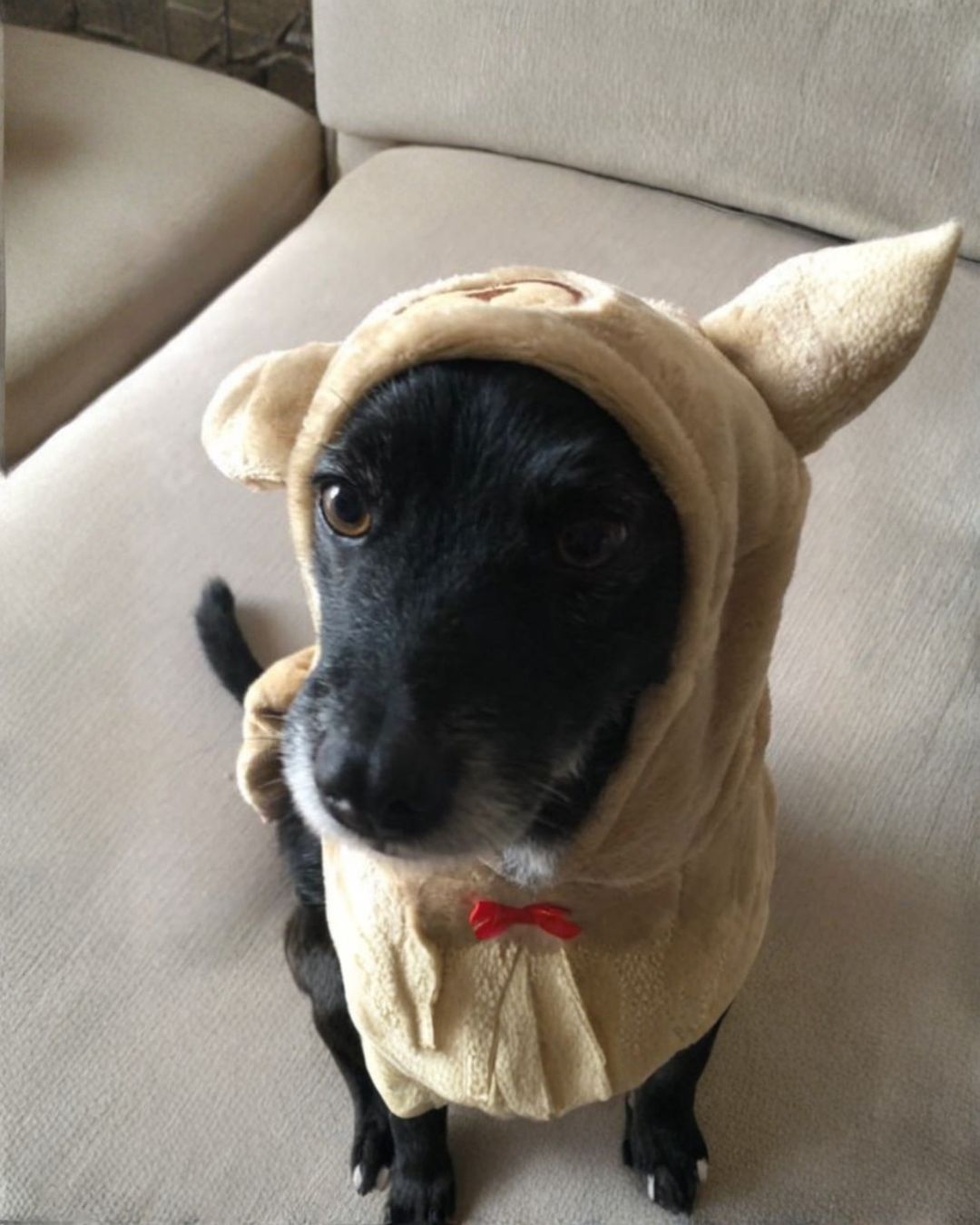 Canela