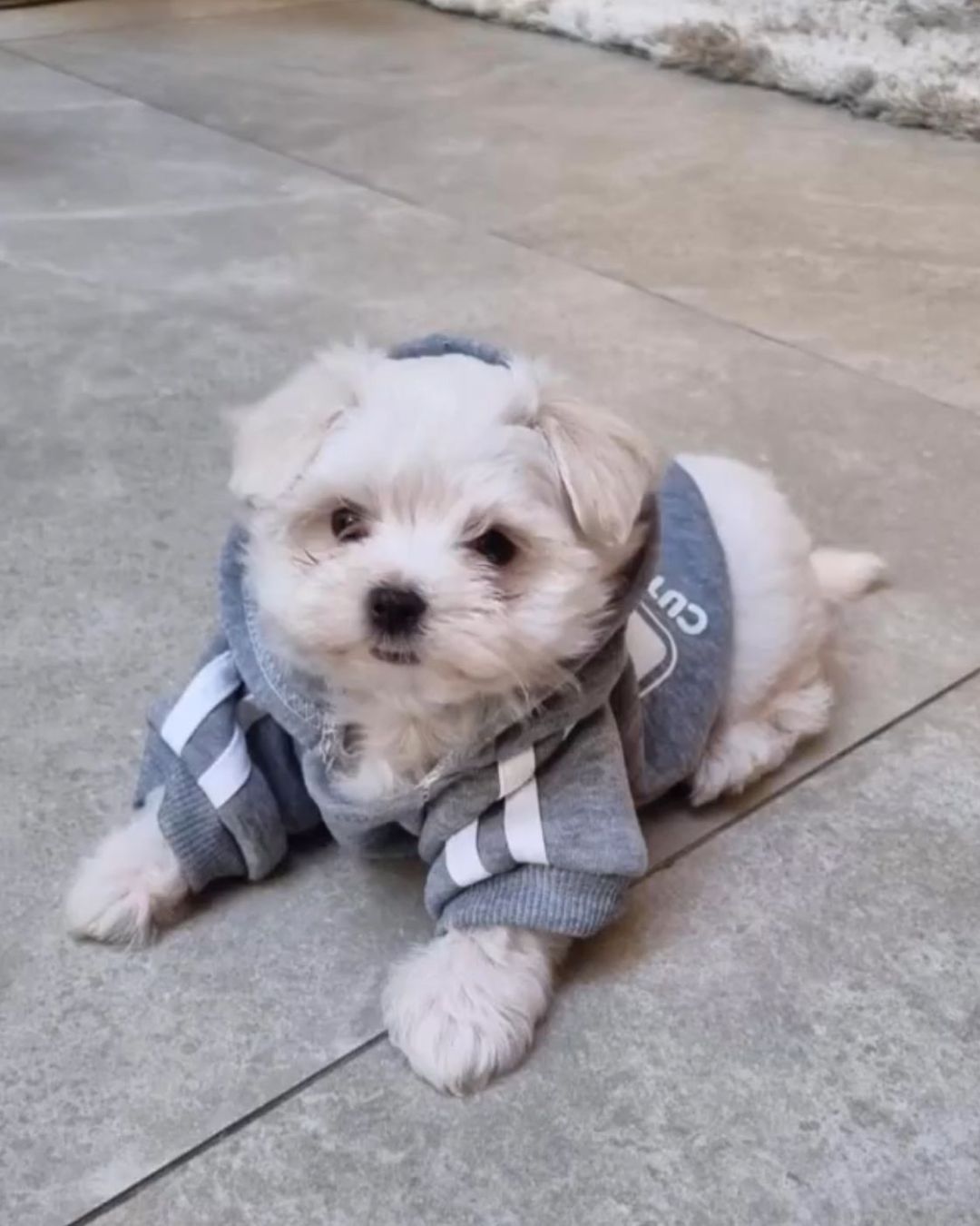 Nala