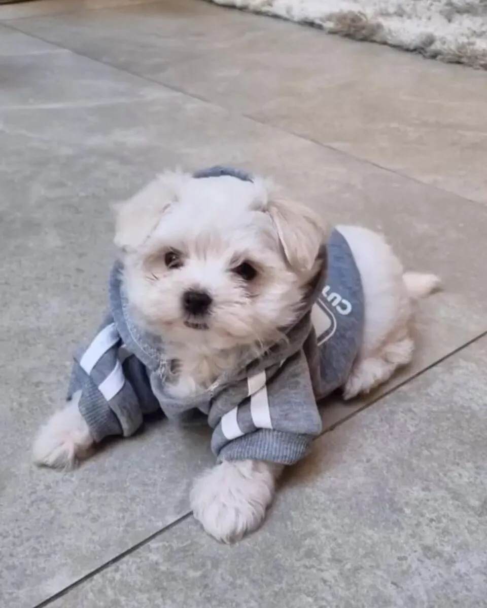Nala